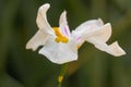 White iris flower with yellow and purple middle on the green background Royalty Free Stock Photo