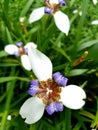 White iris flowers with green leaves Royalty Free Stock Photo