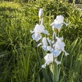 iris flowers growing in a spring garden at sunset Royalty Free Stock Photo