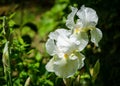 White Iris germanica or Bearded Iris on green background in landscaped garden. Beautiful White very large head of iris flower