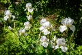 White Iris germanica or Bearded Iris on green background in landscaped garden Royalty Free Stock Photo