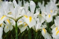 White Iris Hollandica Irises bulbous plants flowers blooming in spring garden.