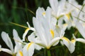 White Iris Hollandica Irises Ornamental hybrid bulbous plants blooming in spring