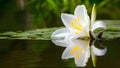 White iris lily flower reflected in water on isolated background Royalty Free Stock Photo