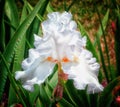 White iris Royalty Free Stock Photo