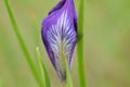 White Iris with Purple Veiny Highlights