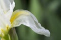 White Iris with Yellow Beard Possibly Frequent Flyer Royalty Free Stock Photo
