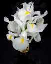 White Irises