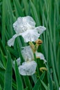 White irises in bloom Royalty Free Stock Photo