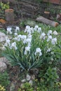 White irises in blossom