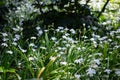 White irises on the ground