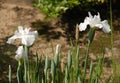 White Irises at Koko-En Gardens Royalty Free Stock Photo