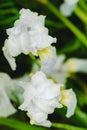 White irises on a light background Spring blooming Royalty Free Stock Photo