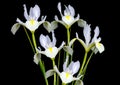 White Irises