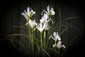 White Irises