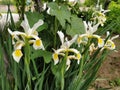 White irises with a yellow middle of the flower. Flowerbed in the garden with tall beautiful plants Royalty Free Stock Photo