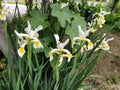 White irises with a yellow middle of the flower. Flowerbed in the garden with tall beautiful plants Royalty Free Stock Photo