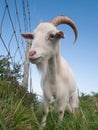 White irish goat staring at camera