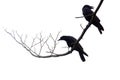 A pair of black crows sitting on dead tree branch Royalty Free Stock Photo