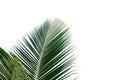 Top view tropical coconut leaves Royalty Free Stock Photo