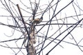 A local bird sitting on a dead tree twig