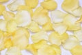 Blurred a pile of yellow rose corollas Royalty Free Stock Photo