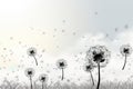 White isolated cutout dandelion blowing in the wind