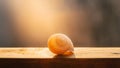 White Isolated empty house of a grapevine snail or escargot lying on a wooden table and the sun rays are lighting the shell Royalty Free Stock Photo