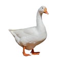 White isolated goose