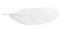 White isolated goose straight feather