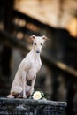 White Italian greyhound sitting at the sun Royalty Free Stock Photo