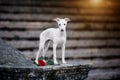 White Italian greyhound stands on the stairs Royalty Free Stock Photo