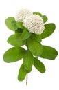 White ixora flower