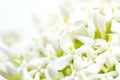 White Ixora Flower