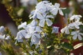 White ixora flowers