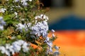 White ixora flowers