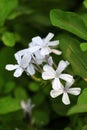 White ixora flowers