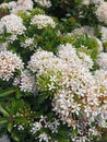 White ixore flowers shine so brightly during the day Royalty Free Stock Photo