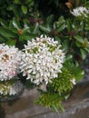 White ixore flowers shine so brightly during the day Royalty Free Stock Photo