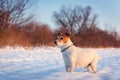 White jack russel terrier puppy on snowy field