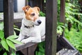 White Jack russel terrier on wooden porch