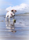 White jack russell dog on the beach with a ball