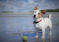 White jack russell dog on the beach with a ball Royalty Free Stock Photo