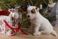 White jack russell puppy sitting in front of a gift box with a christmas elk head sticking out of it Royalty Free Stock Photo