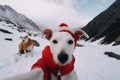 White Jack Russell in red warm clothes selfie portrait. Generate ai