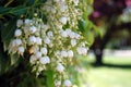 White Japanese Andromeda Pieris Japonica Hanging Flowers