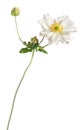 White japanese anemone