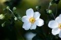 White Japanese Anemone Flower Royalty Free Stock Photo