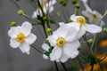 White Japanese anemone, thimbleweed, or windflower blossoms and buds