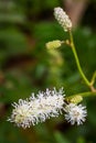 White Japanese Burnet Saguisorba tenuifolia